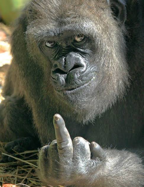 High Quality Gorilla middle finger Blank Meme Template