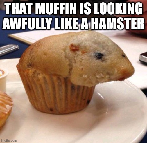 someone baked a hamster into my muffin | THAT MUFFIN IS LOOKING AWFULLY LIKE A HAMSTER | image tagged in funny,memes,muffin hamster,goofy,muffin | made w/ Imgflip meme maker