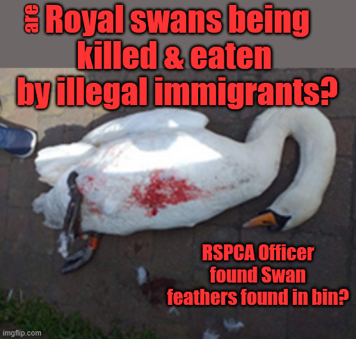 Are Royal Swans being killed & eaten by illegal immigrants? - RSPCA - Tom Harwood | Royal swans being killed & eaten 
by illegal immigrants? are; #Immigration #Starmerout #Labour #KeirStarmer #labourisdead #nevervotelabour #Antisemitism #Savile #Paedo #Worboys #GroomingGangs #Paedophile #IllegalImmigration #Immigrants #Invasion #StarmerResign #strikes
Starmerout Labour Starmer Mandelson Rayner KeirStarmer labourisdead Illegal Immigration Immigrants Invasion StarmerResign Island of strangers Slit Throat Ricky Jones Lucy Connolly Two-Tier Justice Ricky Jones; RSPCA Officer found Swan feathers found in bin? | image tagged in illegal immigration immigrants invasion,starmerresign island of strangers,starmerout labour starmer,gb news,rspca | made w/ Imgflip meme maker