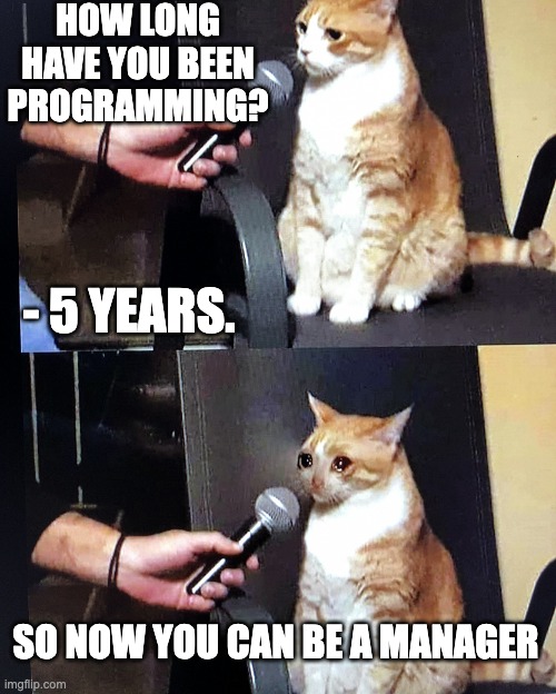 Sad cat interviewed manager | HOW LONG HAVE YOU BEEN PROGRAMMING? - 5 YEARS. SO NOW YOU CAN BE A MANAGER | image tagged in sad cat interviewed | made w/ Imgflip meme maker