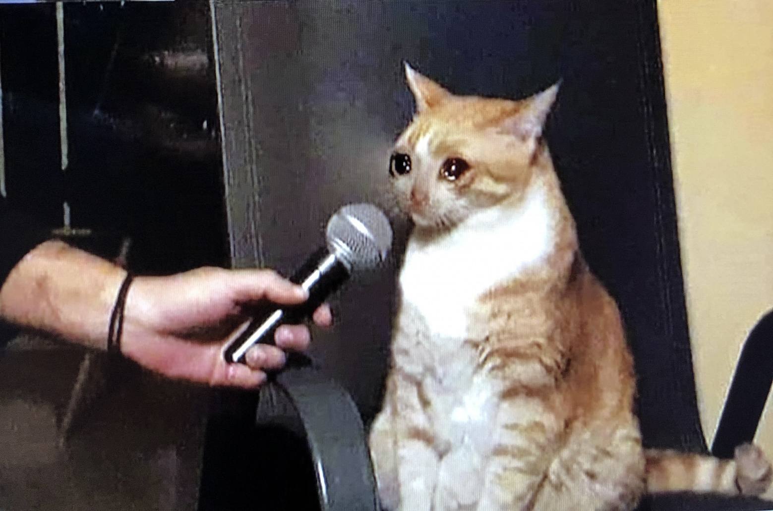 Crying cat interview Blank Meme Template