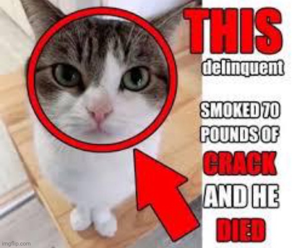 i changed user | image tagged in he smoked crack | made w/ Imgflip meme maker