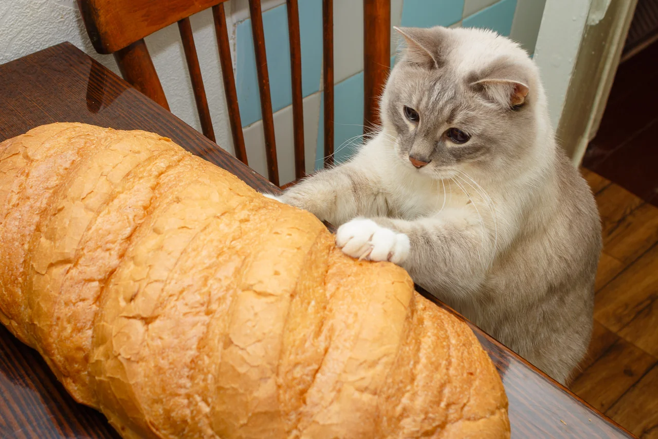 High Quality Cat with bread Blank Meme Template