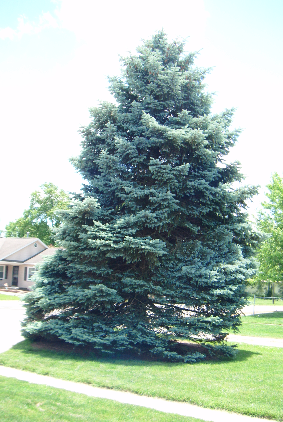 Blue Spruce Blank Meme Template