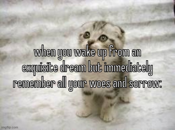 Sad Cat | when you wake up from an exquisite dream but immediately remember all your woes and sorrow: | image tagged in memes,sad cat | made w/ Imgflip meme maker