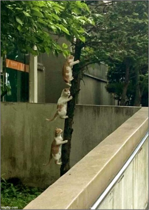 The Great Escape ! | image tagged in cats,kittens,tree,escape | made w/ Imgflip meme maker