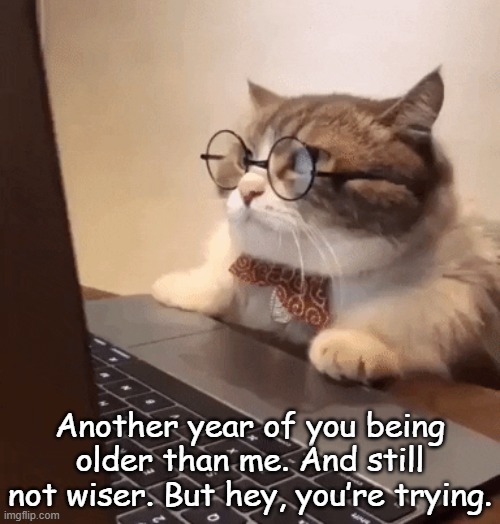 cat on computer | Another year of you being older than me. And still not wiser. But hey, you’re trying. | image tagged in cat on computer | made w/ Imgflip meme maker