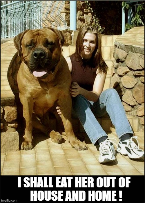 Having A Big Dog | I SHALL EAT HER OUT OF
  HOUSE AND HOME ! | image tagged in dogs,mastiff,food bills | made w/ Imgflip meme maker