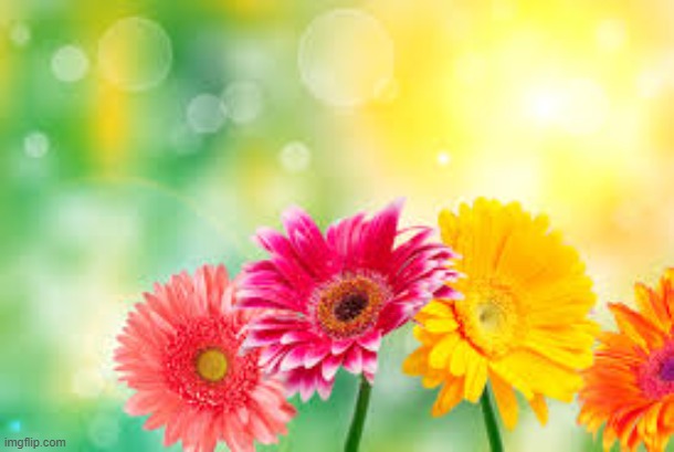 flowers | image tagged in flowers | made w/ Imgflip meme maker