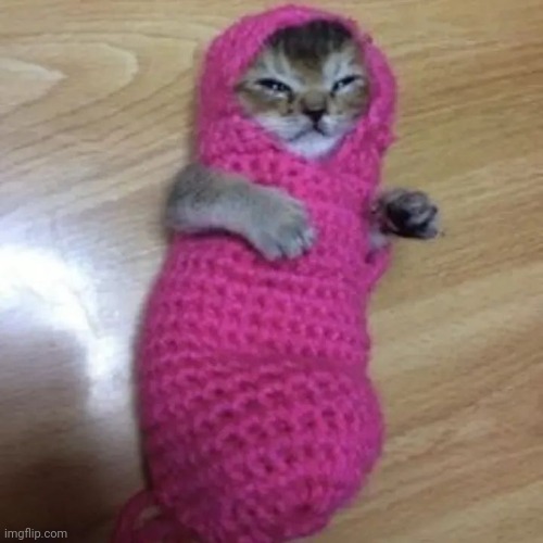 Silly blanket cat | image tagged in cat,silly | made w/ Imgflip meme maker