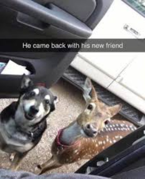 deer :3 | made w/ Imgflip meme maker