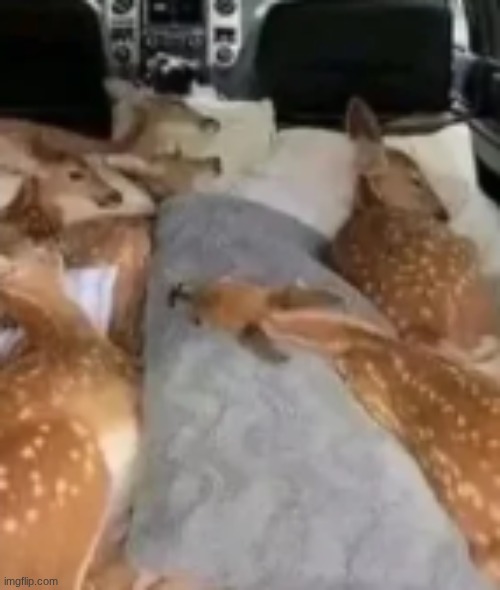 get in bitch its naptime | made w/ Imgflip meme maker