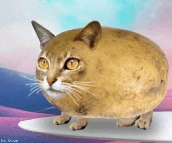 Cattato | made w/ Imgflip meme maker