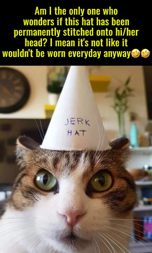 The Jerk Hat | Am I the only one who wonders if this hat has been permanently stitched onto hi/her head? I mean it's not like it wouldn't be worn everyday anyway🤣🤣 | image tagged in am i the only one around here,cats,funny cats,jerks,hat,cat in the hat | made w/ Imgflip meme maker