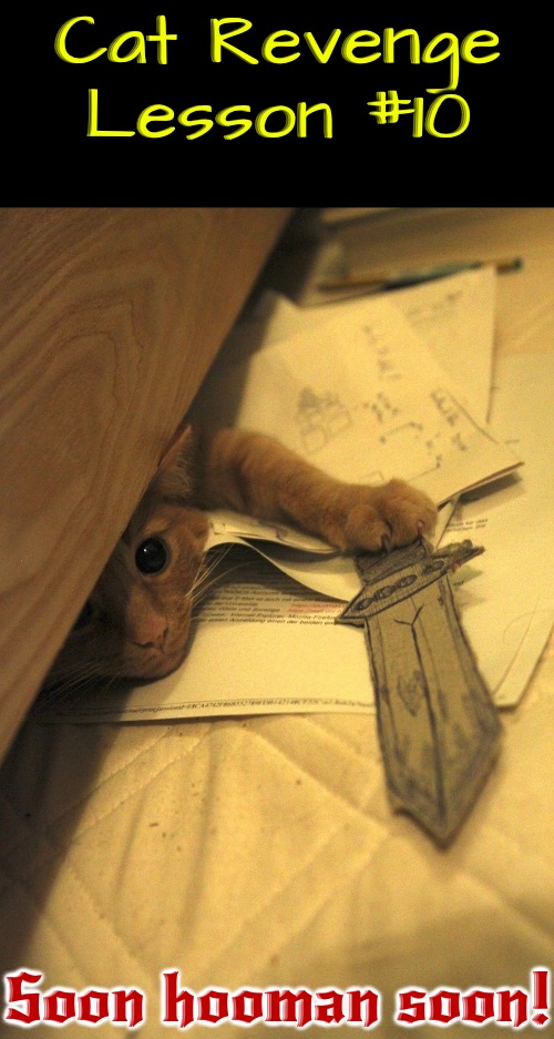 Cat Revenge Lesson #10 | Cat Revenge Lesson #10; Soon hooman soon! | image tagged in cats,funny cats,life lessons,revenge,evil overlord rules,soon | made w/ Imgflip meme maker