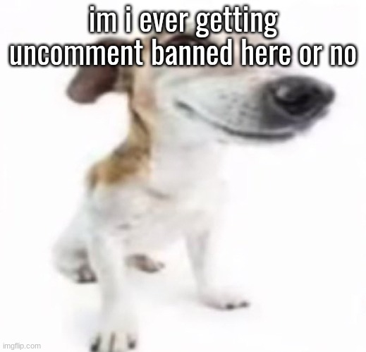 Jack Russell terrier stock photo | im i ever getting uncomment banned here or no | image tagged in jack russell terrier stock photo | made w/ Imgflip meme maker