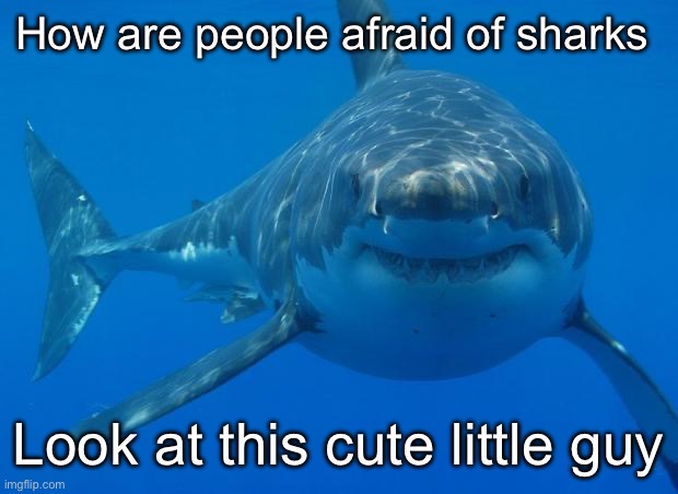 Straight White Shark | How are people afraid of sharks; Look at this cute little guy | image tagged in straight white shark | made w/ Imgflip meme maker