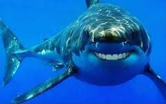 smiling shark Blank Meme Template