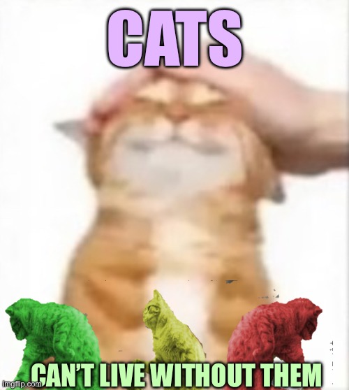 Cat being petted | CATS; CAN’T LIVE WITHOUT THEM | image tagged in cat being petted | made w/ Imgflip meme maker