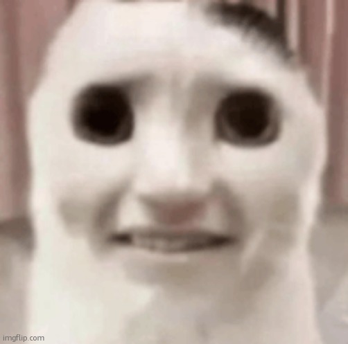 freak scared cat | image tagged in freak scared cat | made w/ Imgflip meme maker