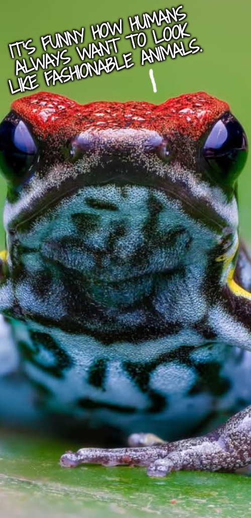 IT'S FUNNY HOW HUMANS ALWAYS WANT TO LOOK LIKE FASHIONABLE ANIMALS. | made w/ Imgflip meme maker