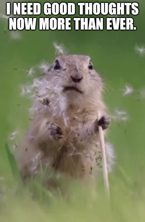 Chipmunk disappointed | I NEED GOOD THOUGHTS NOW MORE THAN EVER. | image tagged in chipmunk disappointed | made w/ Imgflip meme maker