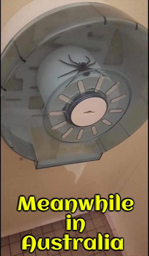 Meanwhile In Australia | Meanwhile in Australia | image tagged in meanwhile in australia,australia,spiders,arachnophobia,toilet paper,public restrooms | made w/ Imgflip meme maker