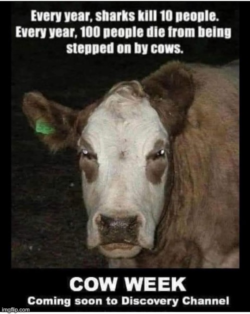 Killer Cows | image tagged in cow,sharks,cows,evil cows,killer | made w/ Imgflip meme maker