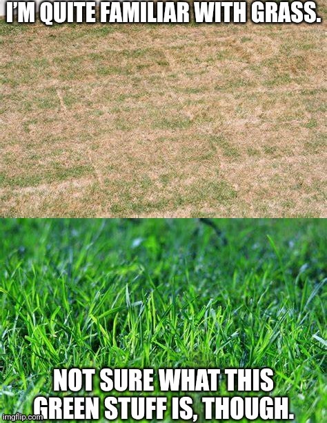 What is this green stuff? | image tagged in grass | made w/ Imgflip meme maker