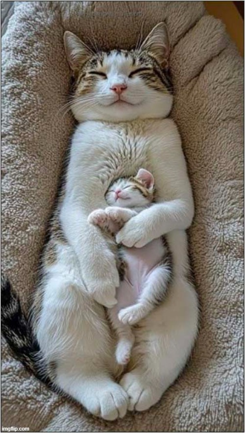 Just Aww ! | image tagged in cats,mother,kitten | made w/ Imgflip meme maker