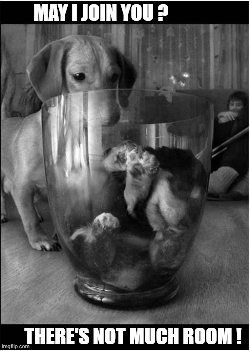 Looks Like A Tight Squeeze ! | MAY I JOIN YOU ? THERE'S NOT MUCH ROOM ! | image tagged in dogs,dachshund,cat,bowl | made w/ Imgflip meme maker