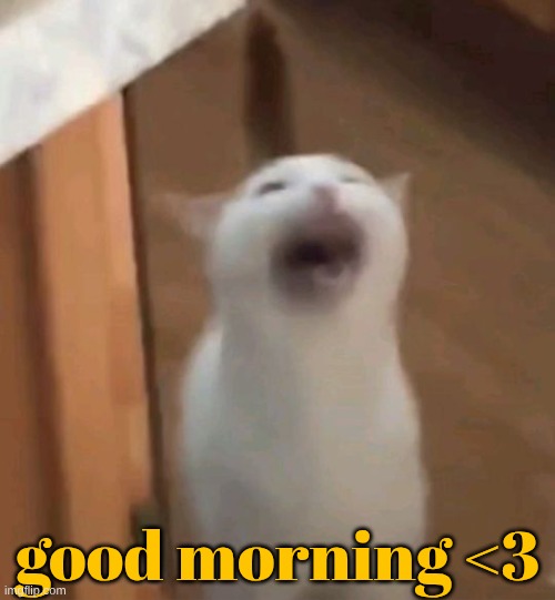 couldn't think of another image to use. y'all like adult swim? | good morning <3 | image tagged in screaming cat | made w/ Imgflip meme maker