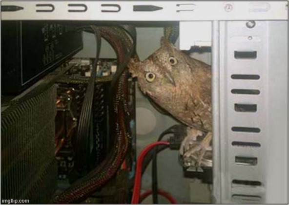 An Unexpected Owl ! | image tagged in computer,unexpected,owl | made w/ Imgflip meme maker