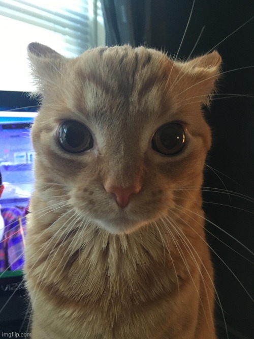 I AM WATCHING YA | image tagged in i am watching ya | made w/ Imgflip meme maker