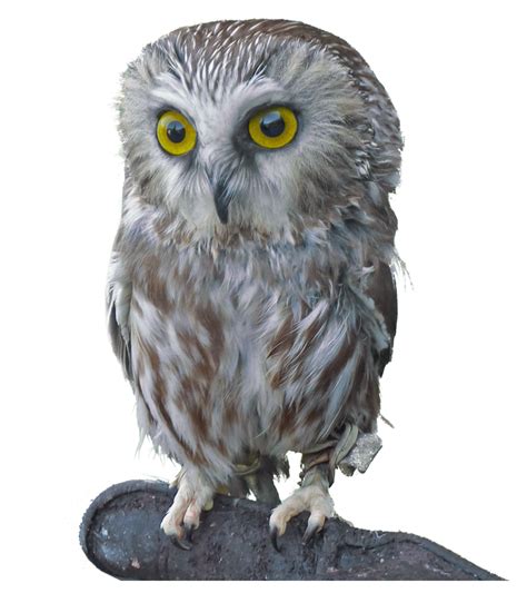 saw whet Blank Meme Template