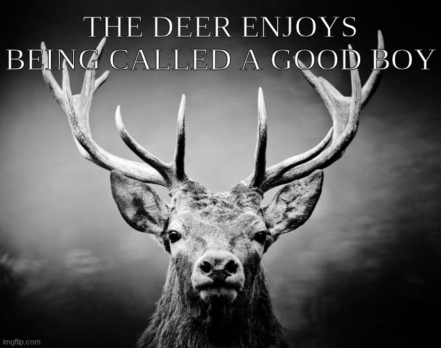the deer | THE DEER ENJOYS BEING CALLED A GOOD BOY | image tagged in the deer | made w/ Imgflip meme maker