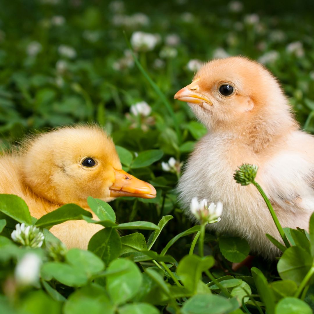 Smiling Chick Frowning Chick Blank Meme Template
