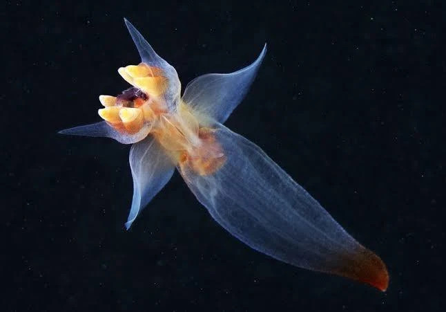 HLEHHHH BLEHHHH Blank Meme Template