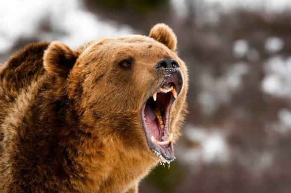 High Quality Bear Blank Meme Template