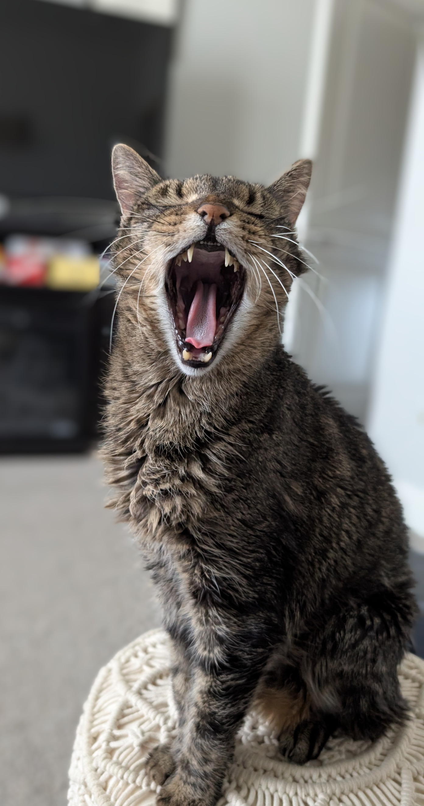 Screaming Singing Cat Blank Meme Template