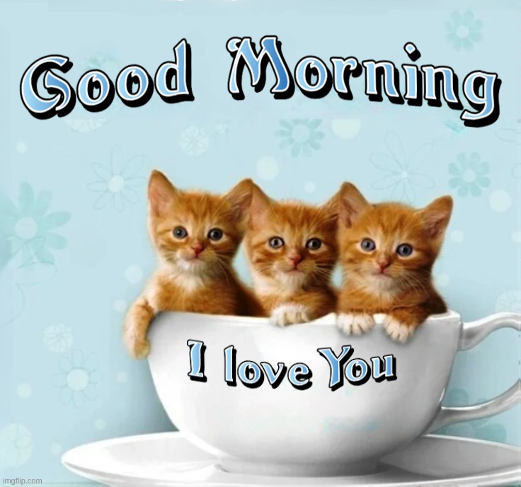 I Love You. | image tagged in good morning,i love you,kittens,coffee,coffee cup,you still have 3 wishes | made w/ Imgflip meme maker