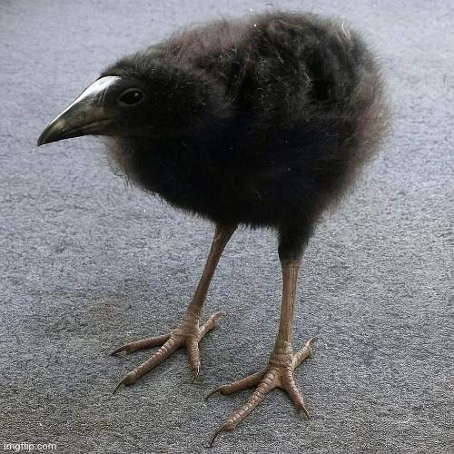 pukeko chick | image tagged in pukeko chick | made w/ Imgflip meme maker