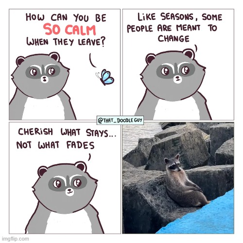 image tagged in raccoon,butterfly,calm,leave,seasons,change | made w/ Imgflip meme maker