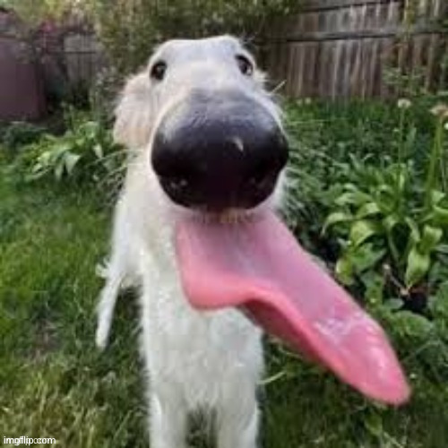 dog | image tagged in dog | made w/ Imgflip meme maker