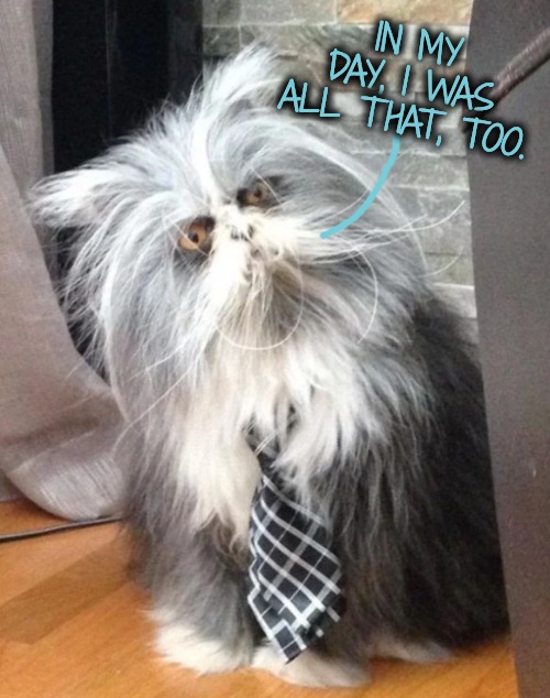 What the? | IN MY DAY, I WAS ALL THAT, TOO. | image tagged in what the | made w/ Imgflip meme maker