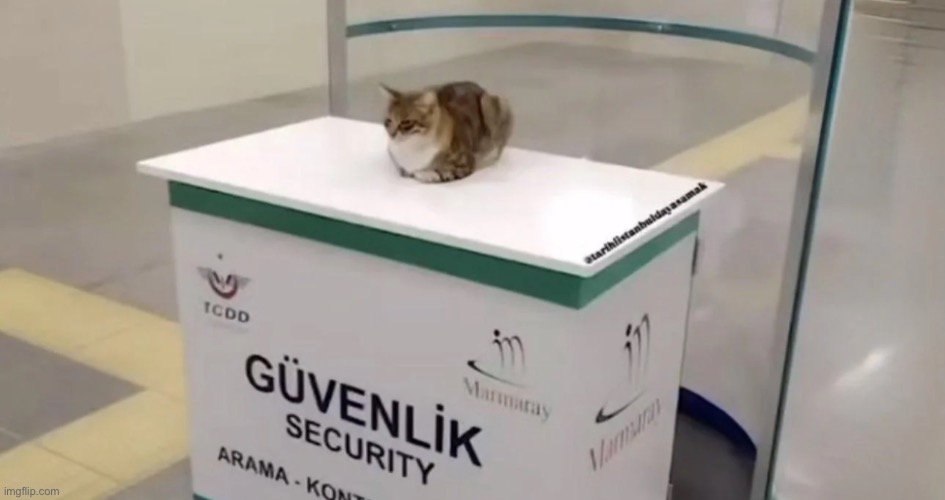 Security cat | made w/ Imgflip meme maker