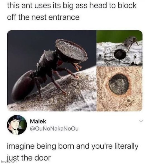 image tagged in ant,head,born,door | made w/ Imgflip meme maker