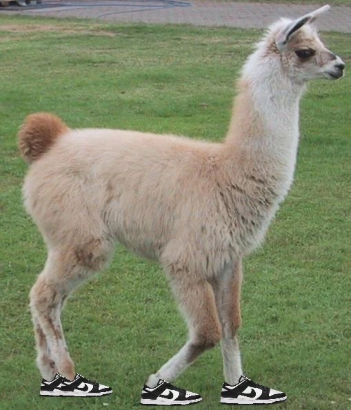 Llama on Fridays Blank Meme Template