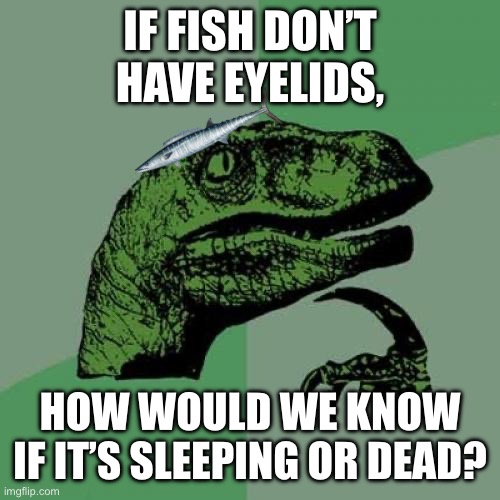 We never see fishes close their eyes… | IF FISH DON’T HAVE EYELIDS, HOW WOULD WE KNOW IF IT’S SLEEPING OR DEAD? | image tagged in memes,philosoraptor,fish,philosopher,dinosaur,true | made w/ Imgflip meme maker