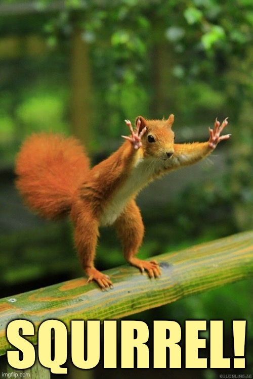 Wait a Minute Squirrel | SQUIRREL! | image tagged in wait a minute squirrel | made w/ Imgflip meme maker